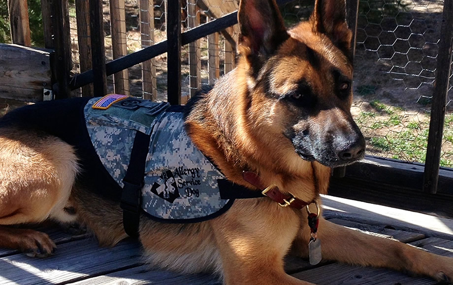 Service Dogs and Federal Law