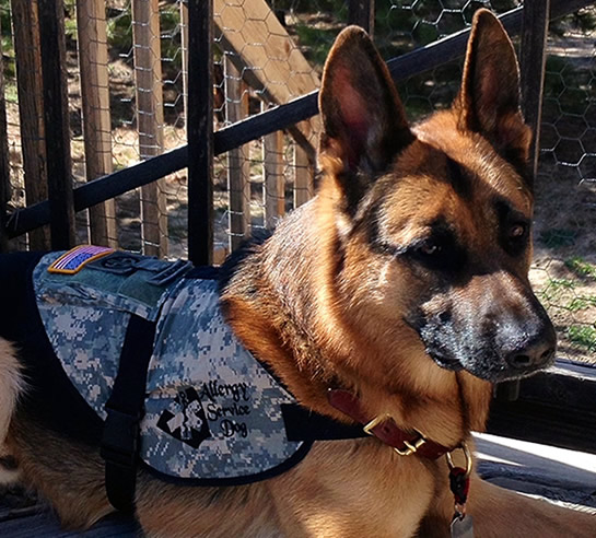 Service Dogs and Federal Law
